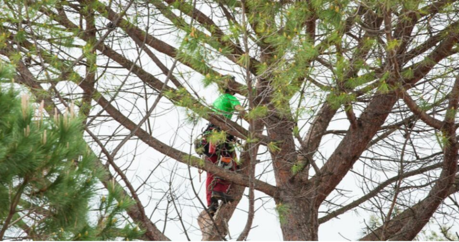 Climber from Emondage Sainte-Julie working at height in a pine tree.