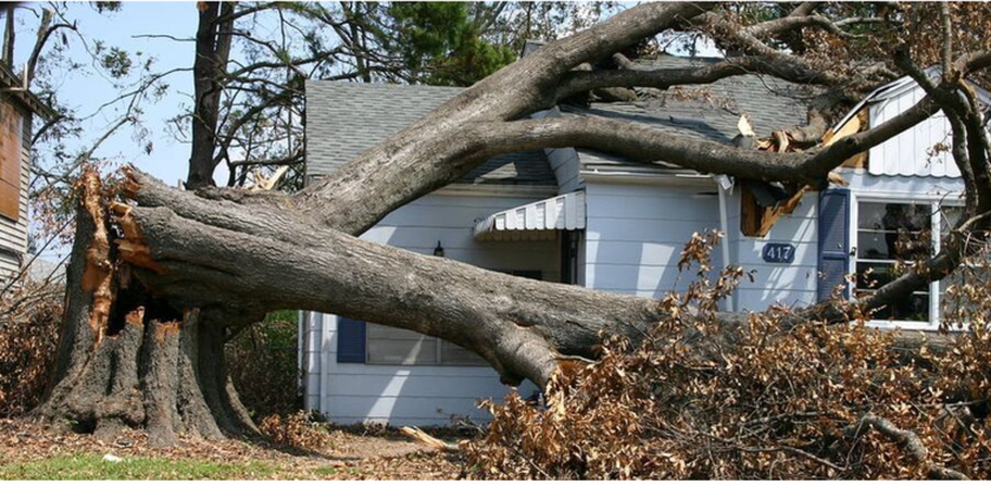 Un árbol centenario que se rompió tras una gran tormenta en Sainte-Julie.