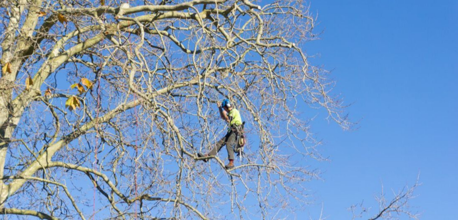 Grimpeur de l'entreprise Emondage Sainte-Julie travaillant dans un arbre à Sainte-Julie.