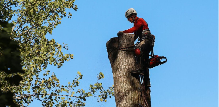 Arboriculteur de Emondage Sainte-Julie Pro procède à l'abattage d'un arbre. Le résident de Sainte-Julie a tout d'abord obtenu un permis d'abattage à la Ville de Sainte-Julie.