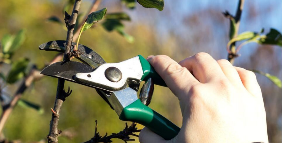 An employee of Emondage Sainte-Julie does a training pruning on a tree.